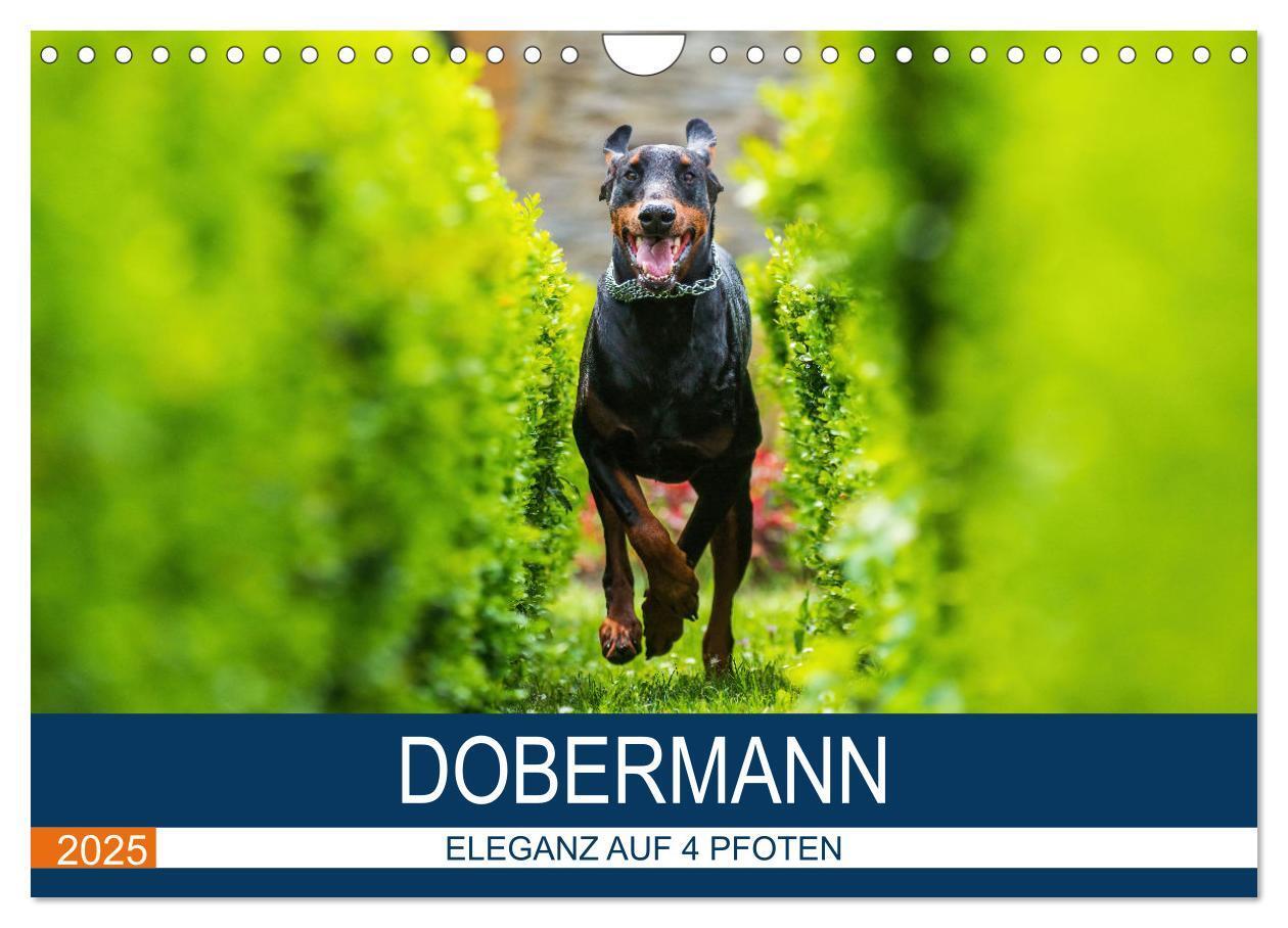 Cover: 9783435639366 | Dobermann 2025 (Wandkalender 2025 DIN A4 quer), CALVENDO...