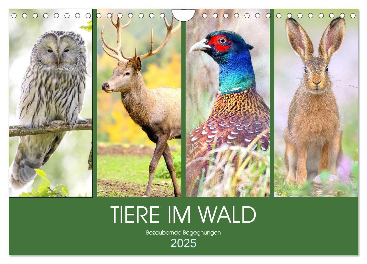 Cover: 9783435011278 | Tiere im Wald. Bezaubernde Begegnungen (Wandkalender 2025 DIN A4...