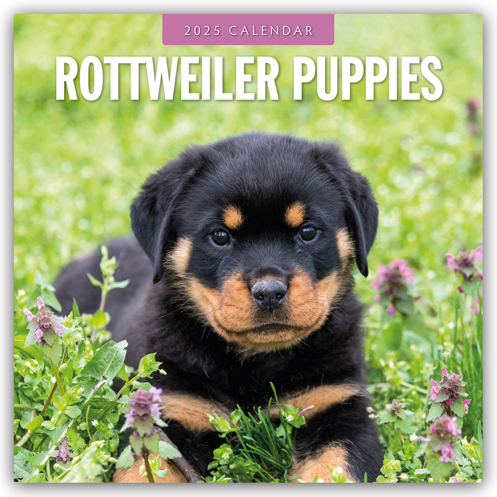 Cover: 9781804425015 | Rottweiler Puppies - Rottweiler Welpen 2025 - 16-Monatskalender | Ltd