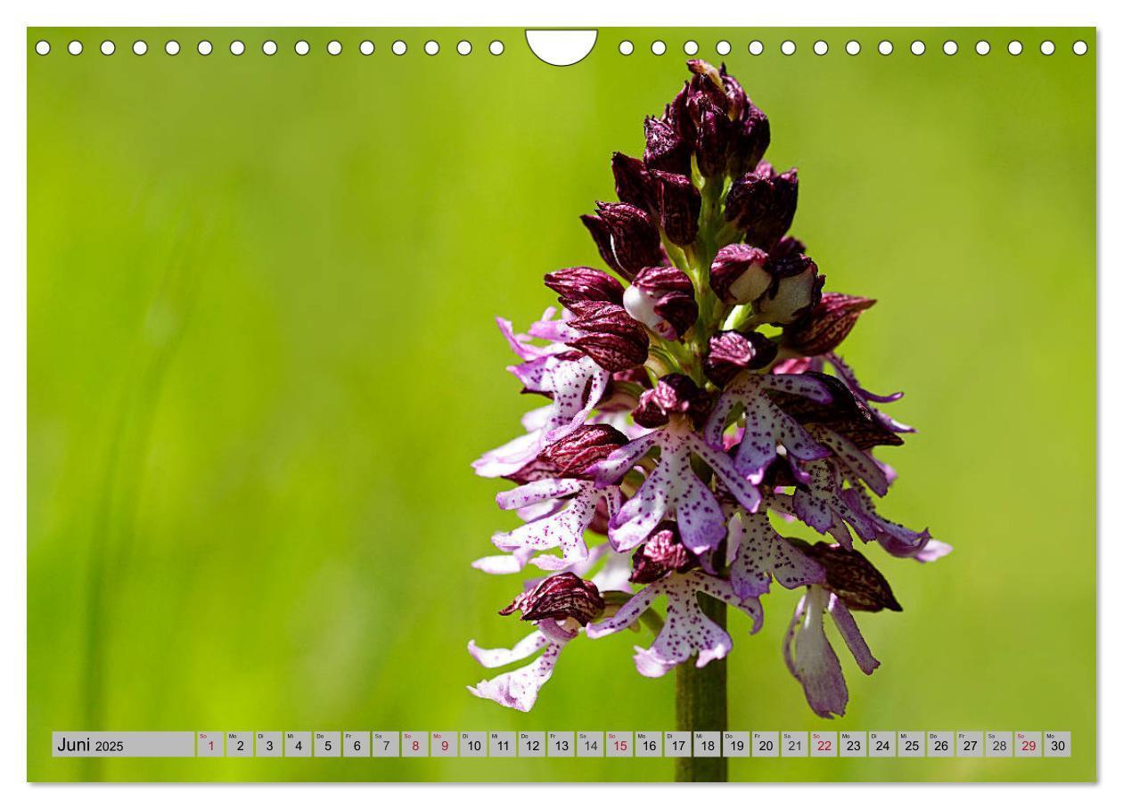 Bild: 9783435537204 | Orchideenwiese 2025 (Wandkalender 2025 DIN A4 quer), CALVENDO...