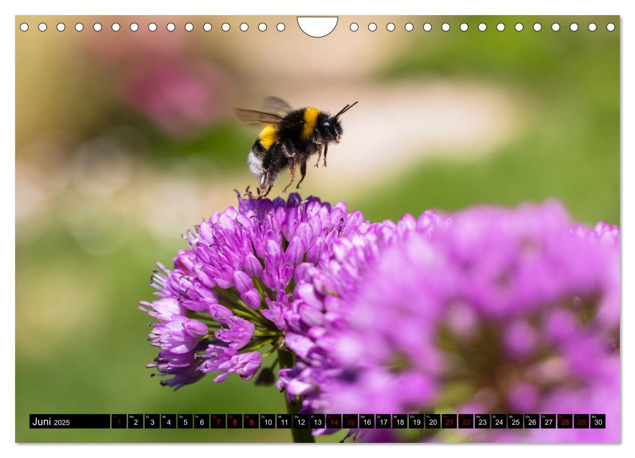 Bild: 9783383839030 | Hummeln - Flugaufnahmen eines faszinierenden Insekts (Wandkalender...