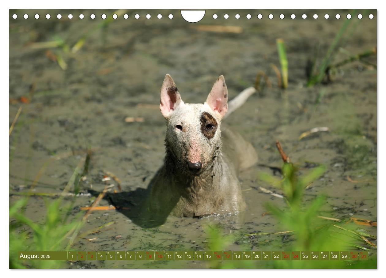 Bild: 9783435405763 | Bullterrier, Powerpakete auf 4 Pfoten (Wandkalender 2025 DIN A4...