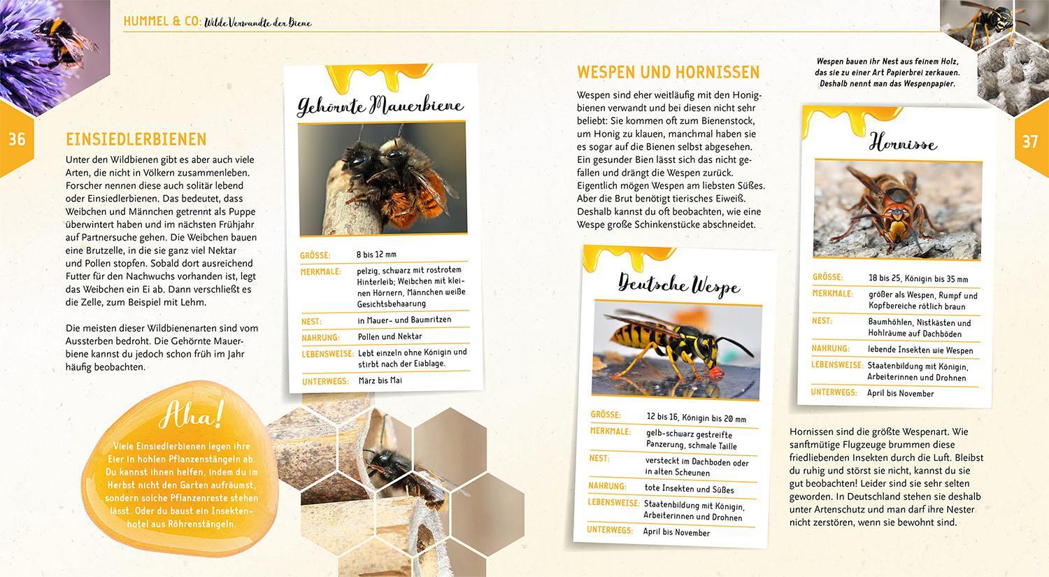 Bild: 9783440179376 | Ein Jahr mit den Bienen | Tobias Miltenberger (u. a.) | Buch | 72 S.