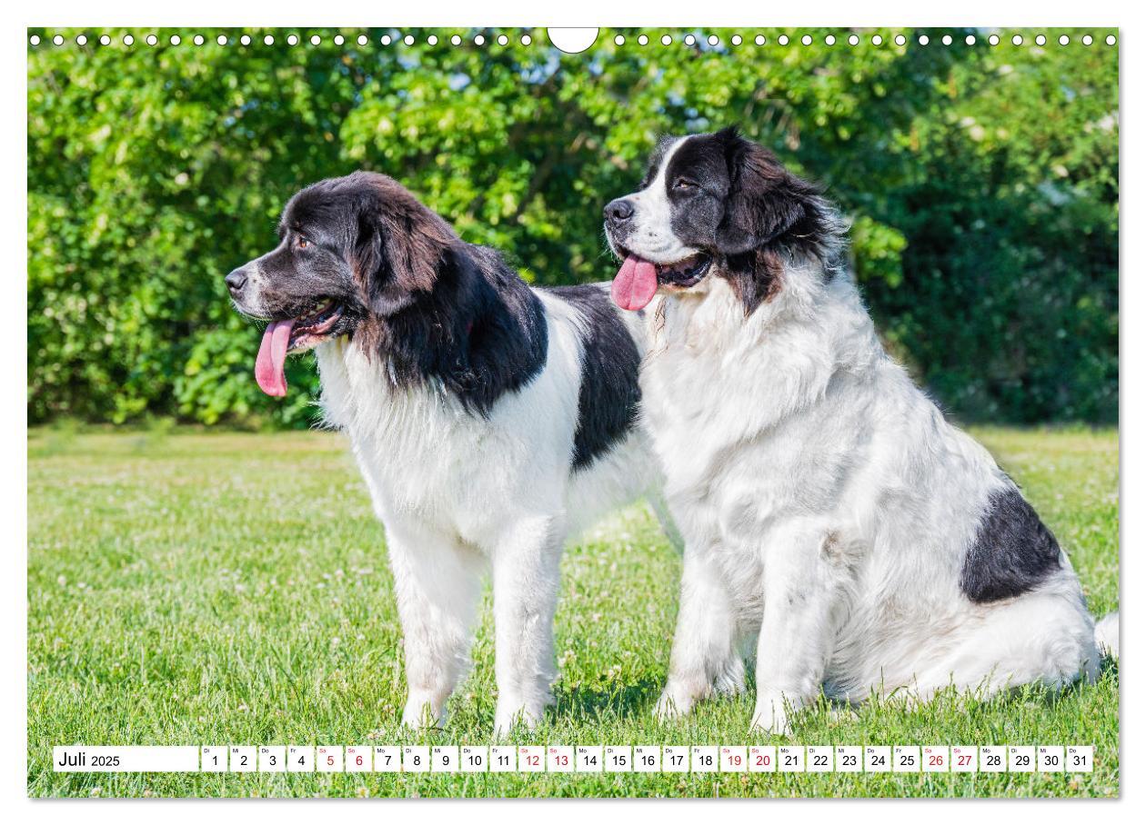 Bild: 9783383893865 | Traumhund Landseer (Wandkalender 2025 DIN A3 quer), CALVENDO...