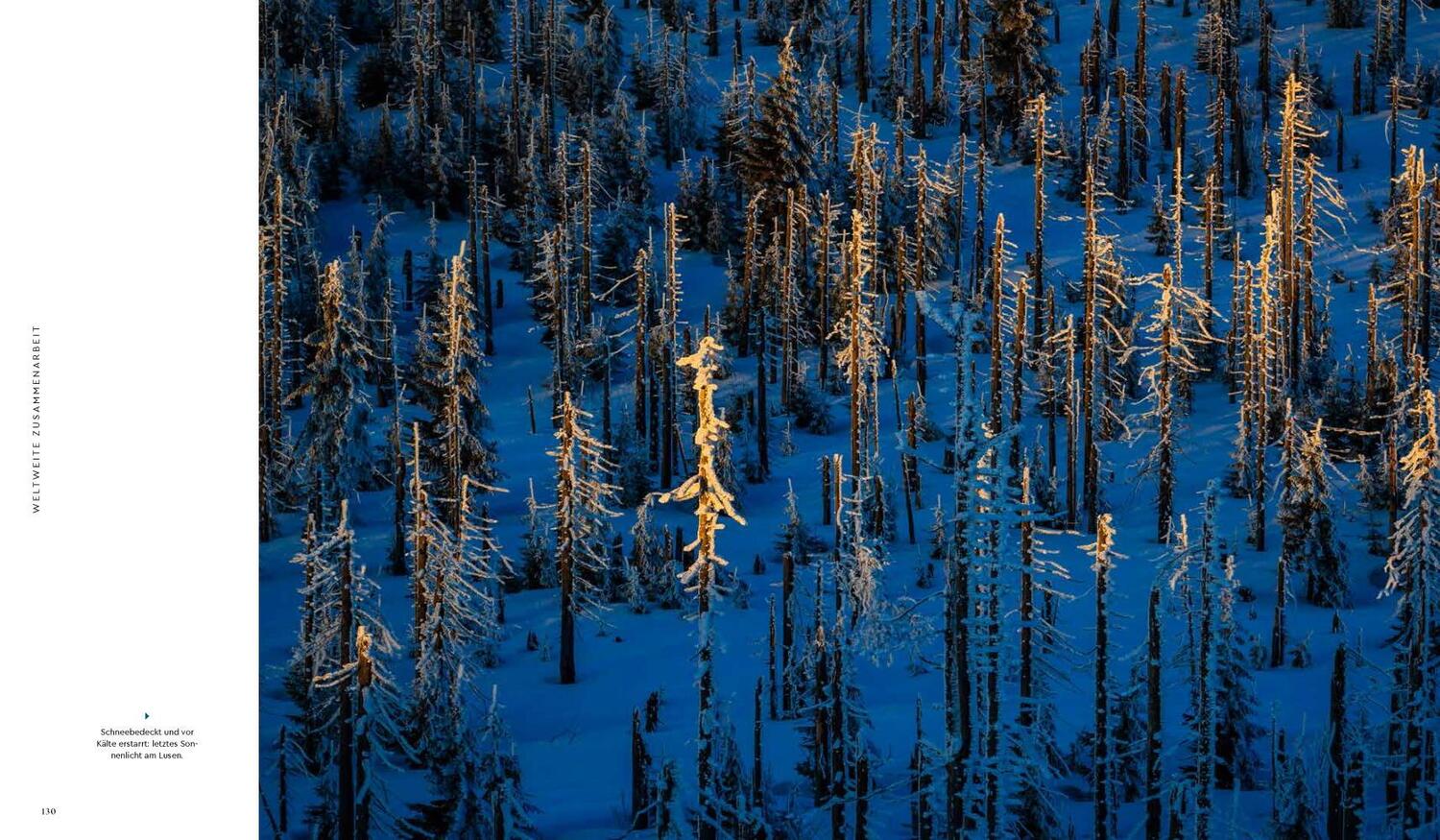 Bild: 9783957284099 | Wilder Wald | Europas Pionier für die Wälder der Zukunft | Poschinger