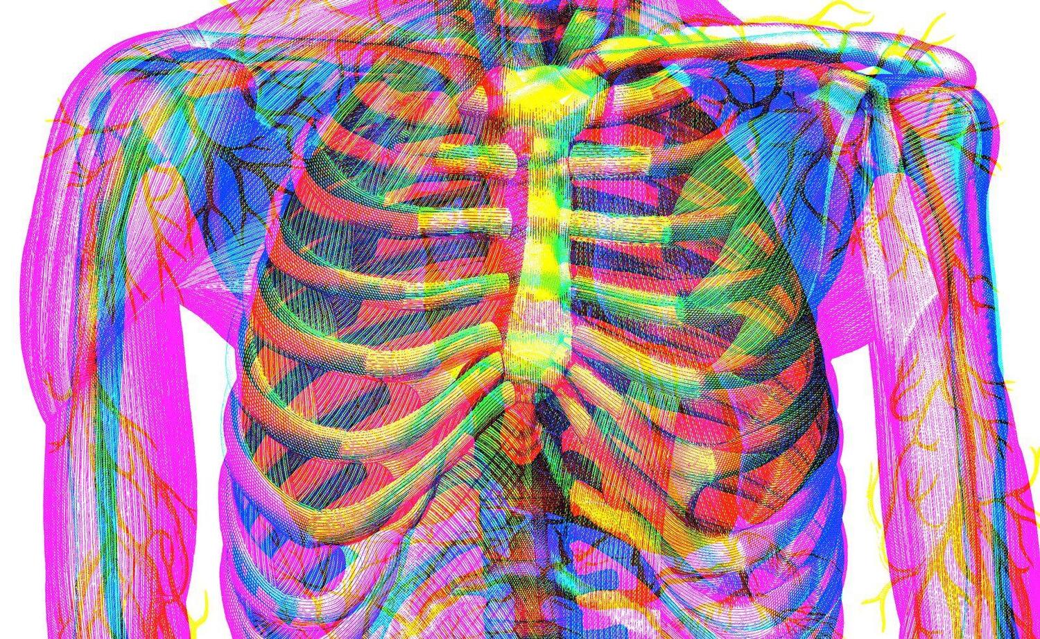 Bild: 9783791373102 | Der menschliche Körper | Eine Entdeckungsreise mit der Röntgenlupe