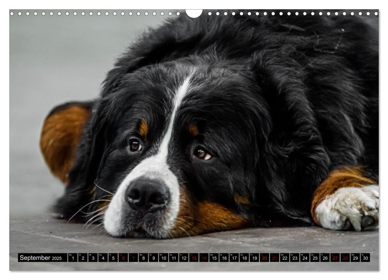 Bild: 9783457182543 | Berner Sennenhunde - Faszinierende Herzensbrecher (Wandkalender...