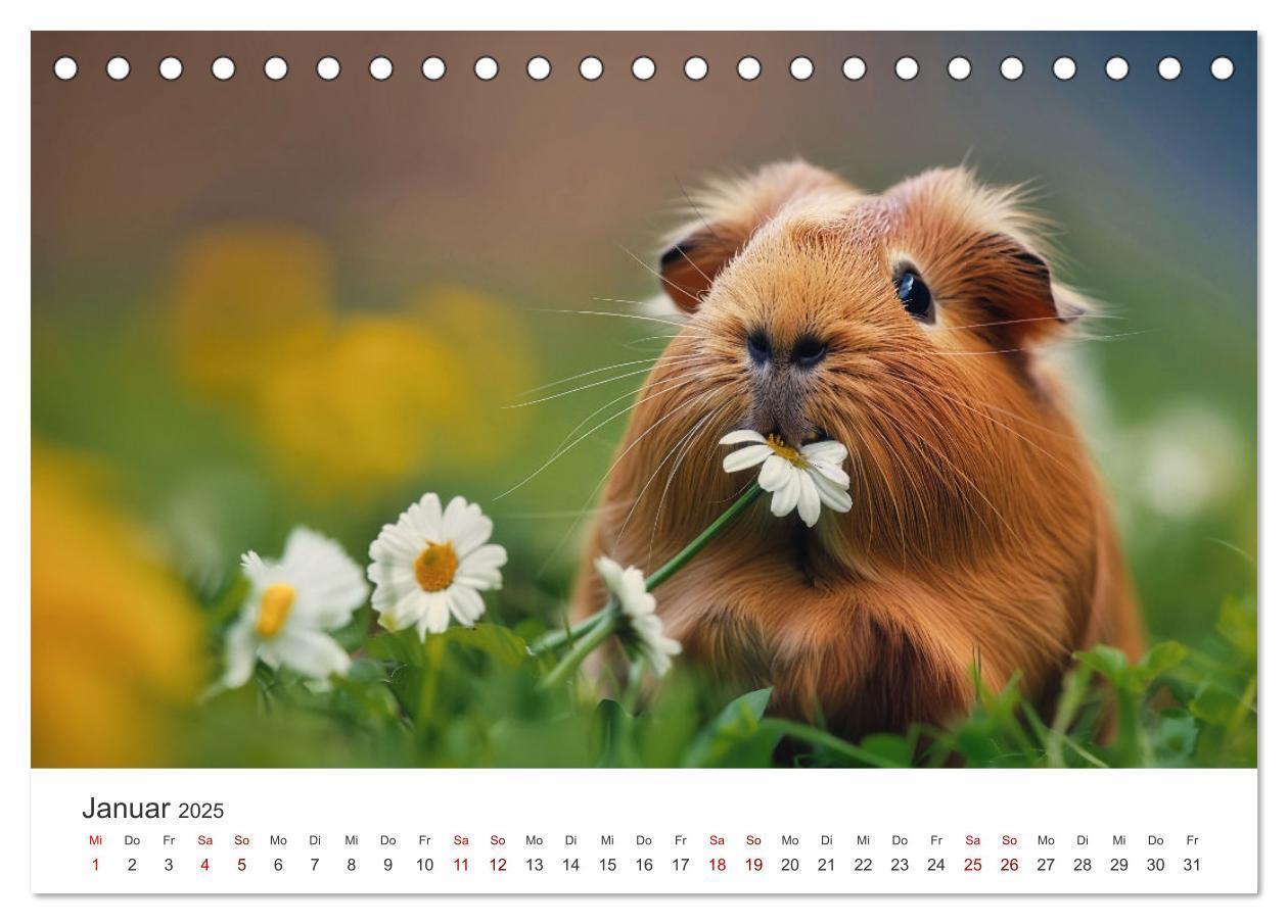 Bild: 9783383812378 | Wuschelbande - Ein Jahr voller Meerschweinchen (Tischkalender 2025...