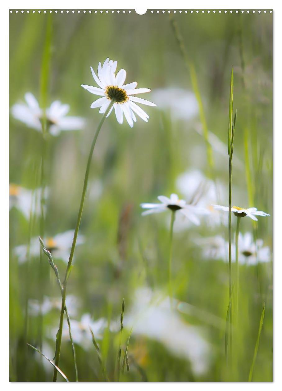 Bild: 9783457060049 | Ein Spaziergang über eine Sommerwiese (Wandkalender 2025 DIN A2...