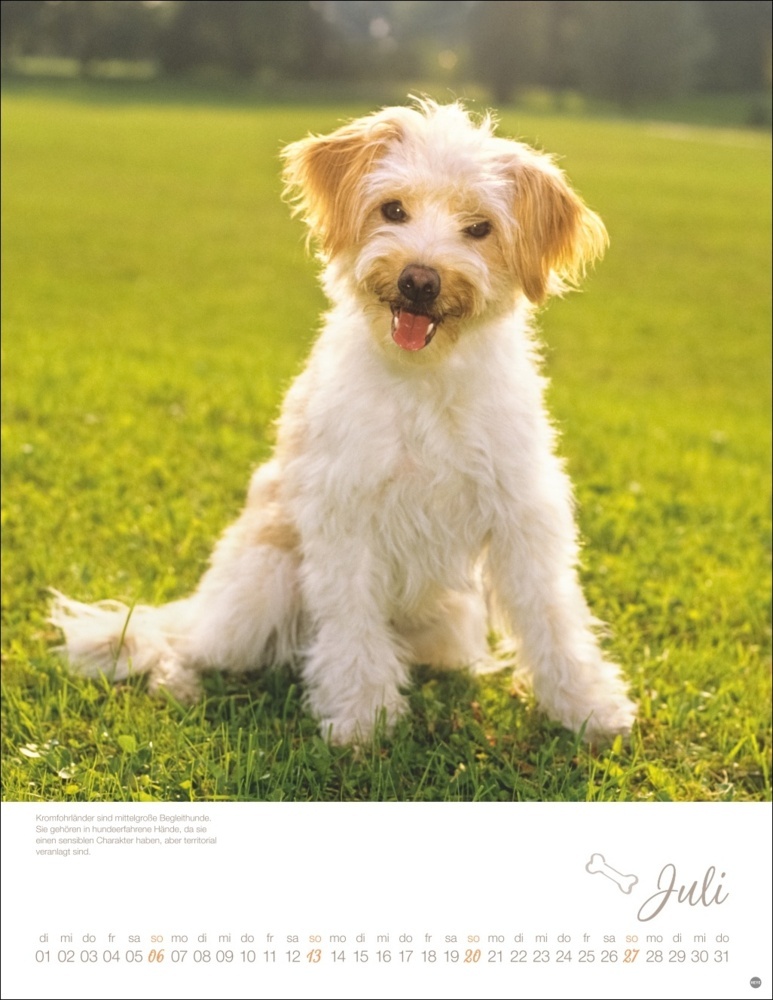 Bild: 9783756405329 | Hundekinder Posterkalender 2025 | Monika Wegler | Kalender | 14 S.