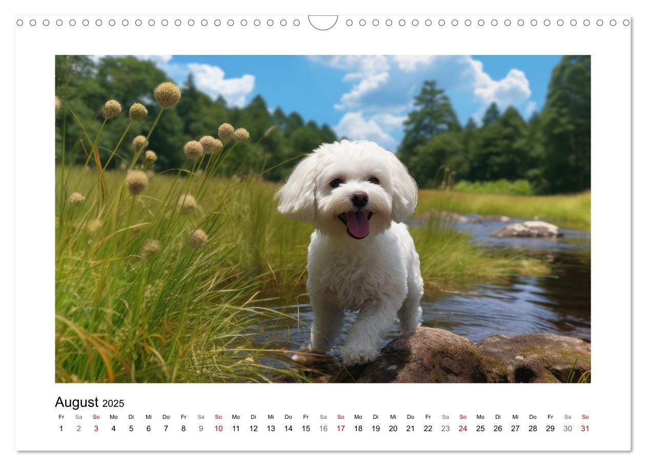 Bild: 9783383843716 | Bichon frisé, weiße Hündchen mit lockigem Haar (Wandkalender 2025...