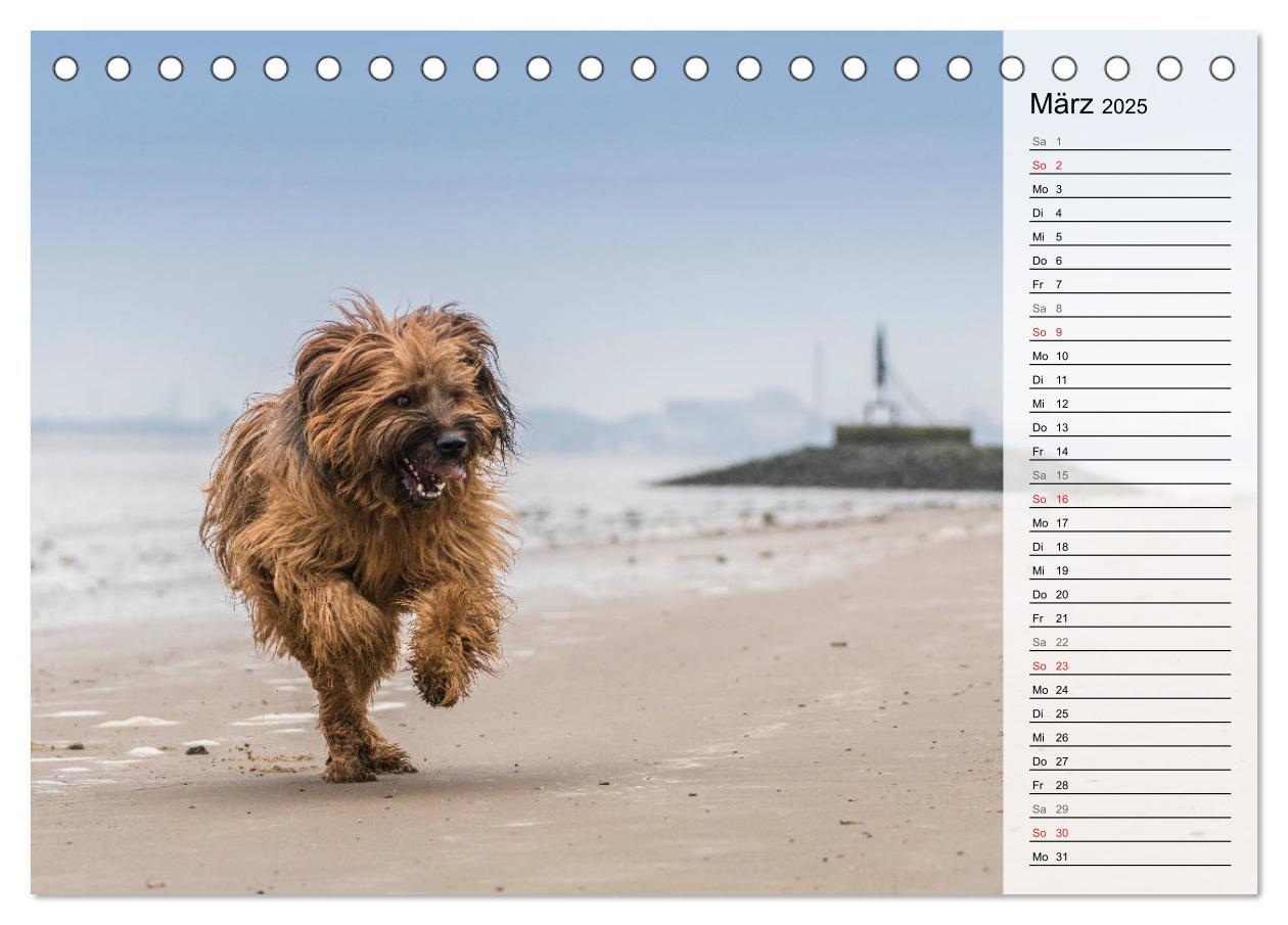 Bild: 9783435468775 | Der Briard 2025 - Ein echter Charmeur (Tischkalender 2025 DIN A5...