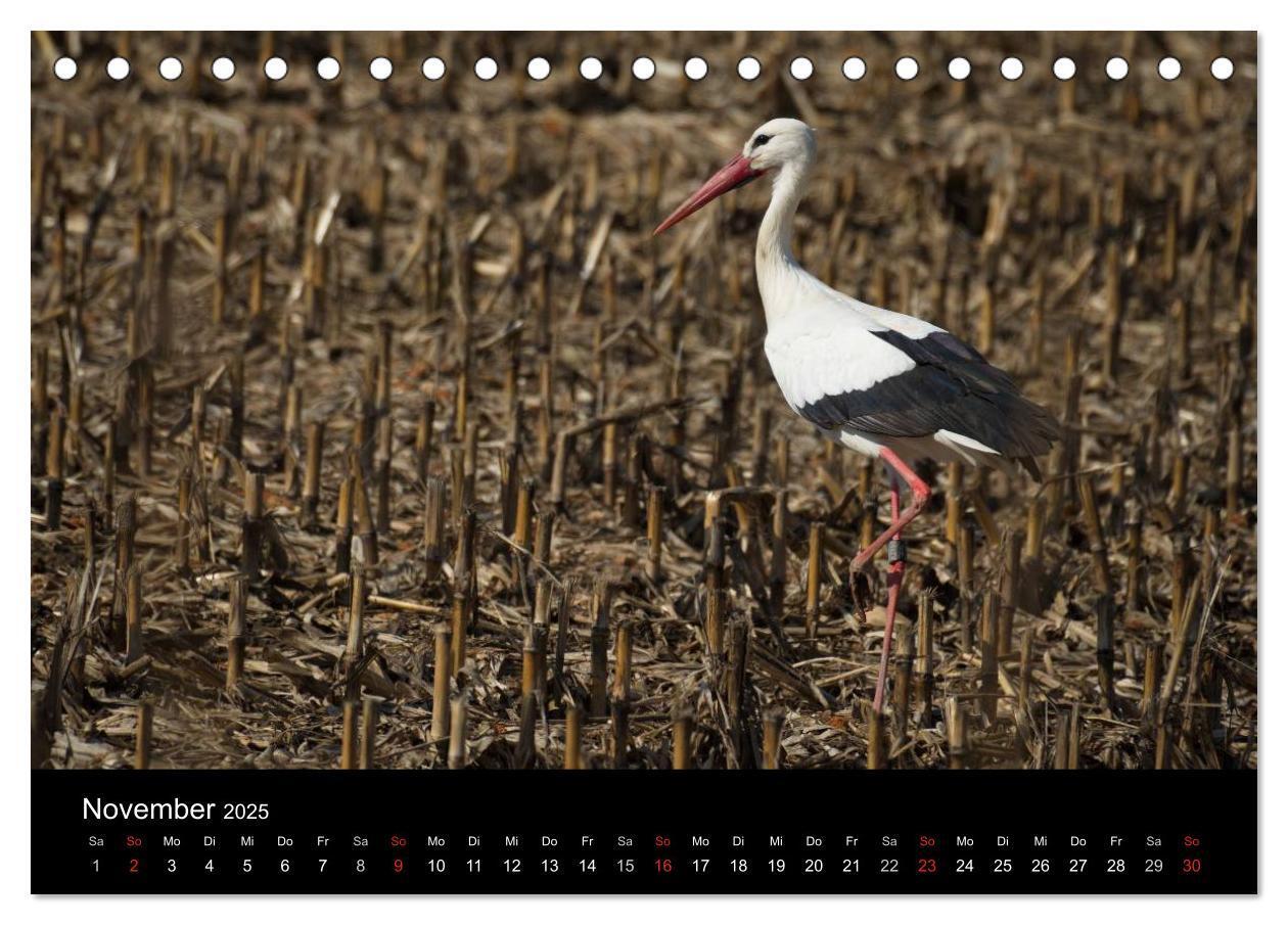 Bild: 9783435526529 | Ein Jahr bei den Störchen (Tischkalender 2025 DIN A5 quer),...