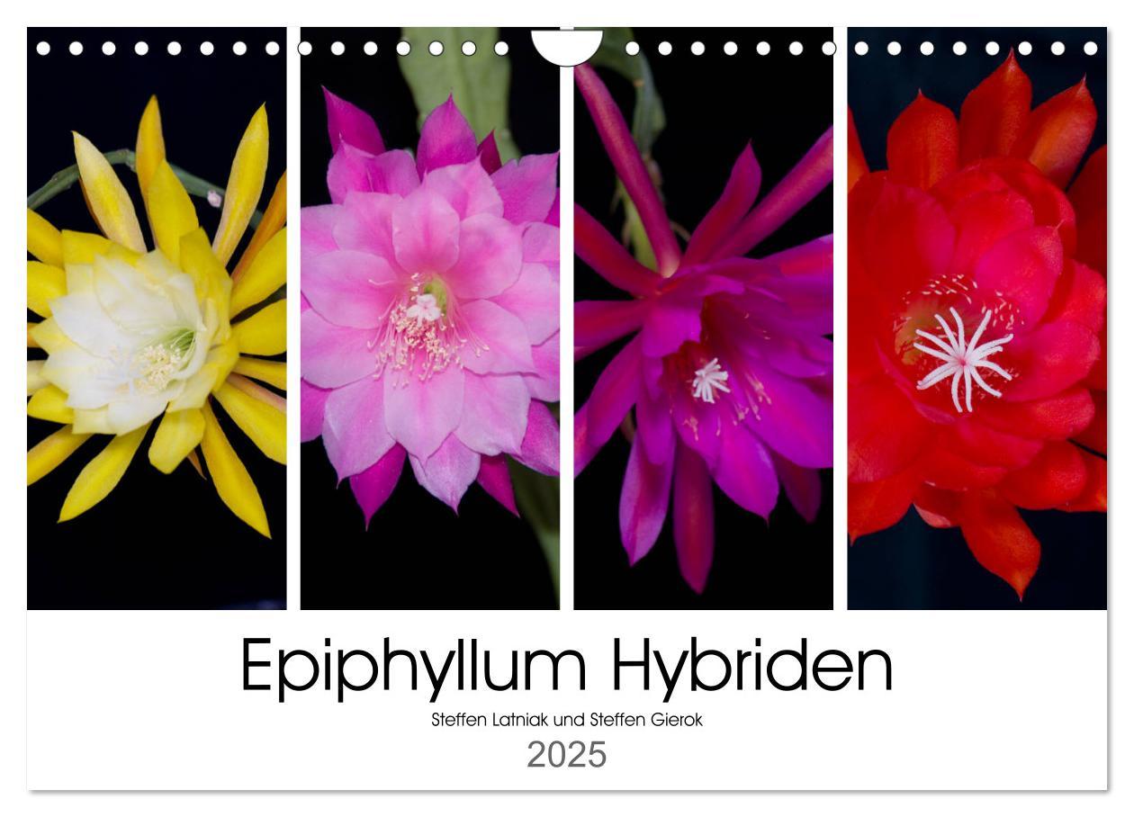 Cover: 9783435637171 | Epiphyllum-Hybriden (Wandkalender 2025 DIN A4 quer), CALVENDO...