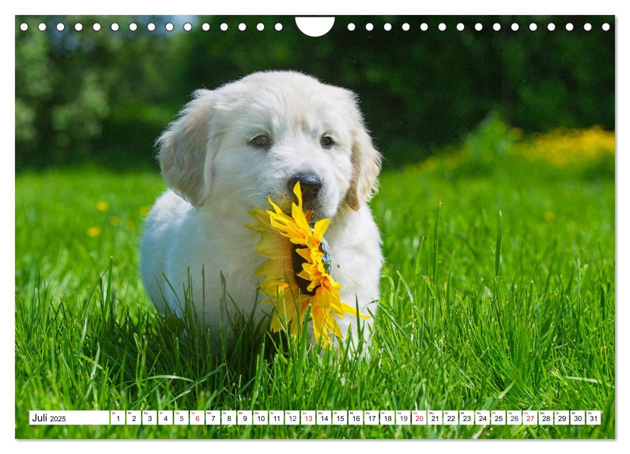 Bild: 9783435214181 | Goldige Herzensbrecher - Golden Retriever Welpen (Wandkalender 2025...