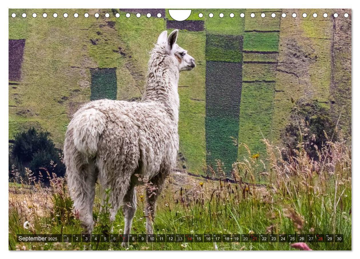 Bild: 9783435637102 | Ecuador 2025 Zwischen Hochland und Küste (Wandkalender 2025 DIN A4...