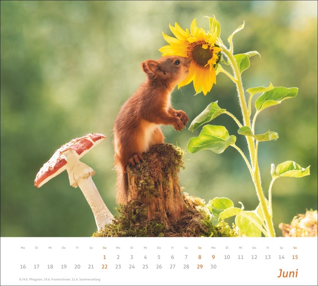 Bild: 9783756406869 | Eichhörnchen Bildkalender 2025 | Geert Weggen | Kalender | 14 S.