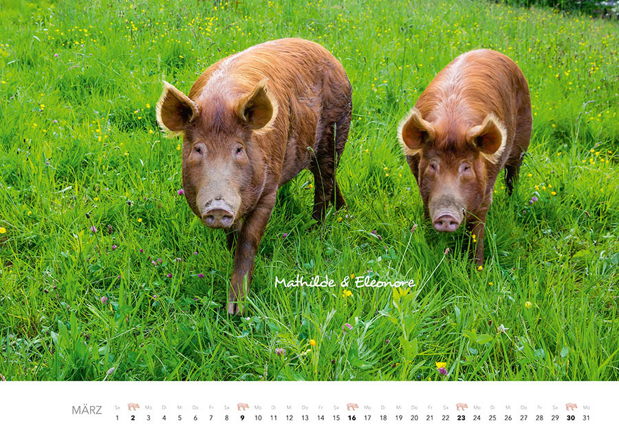 Bild: 9783966648332 | Schweine Kalender 2025 | Der Tierkalender mit den charmanten Namen