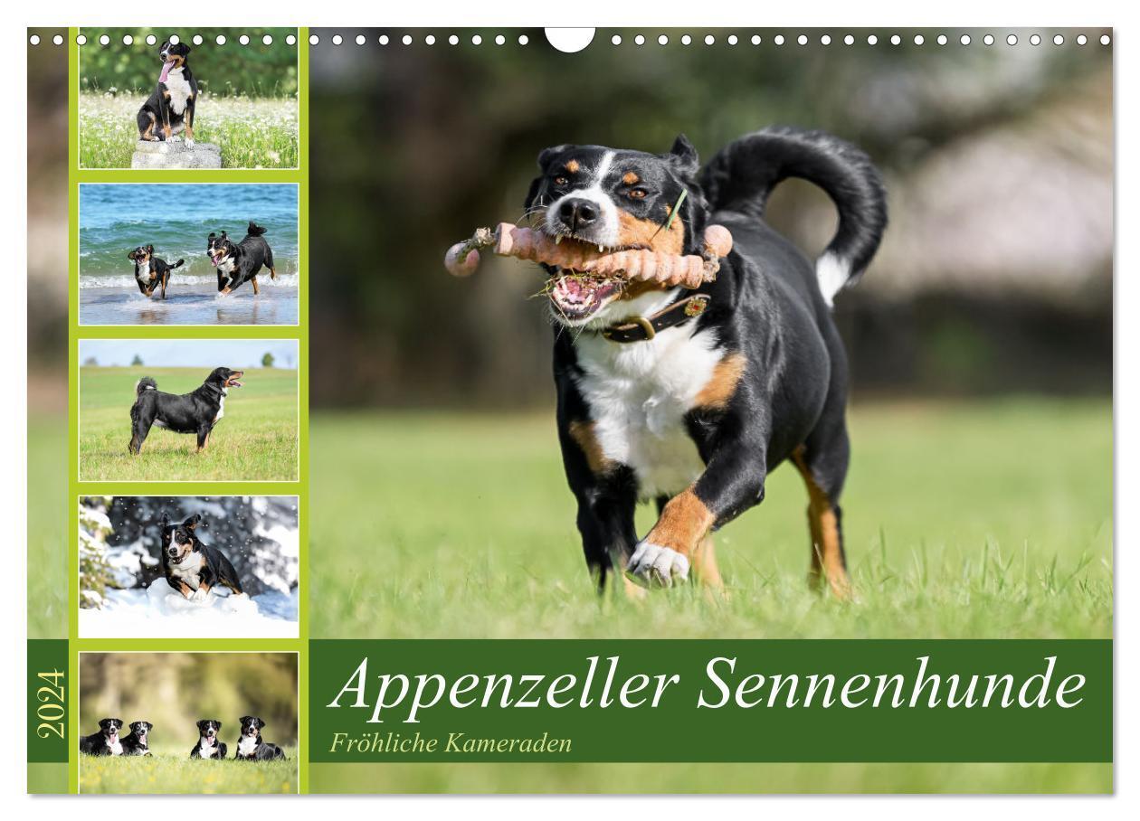 Cover: 9783383734601 | Appenzeller Sennenhunde - Fröhliche Kameraden (Wandkalender 2024...