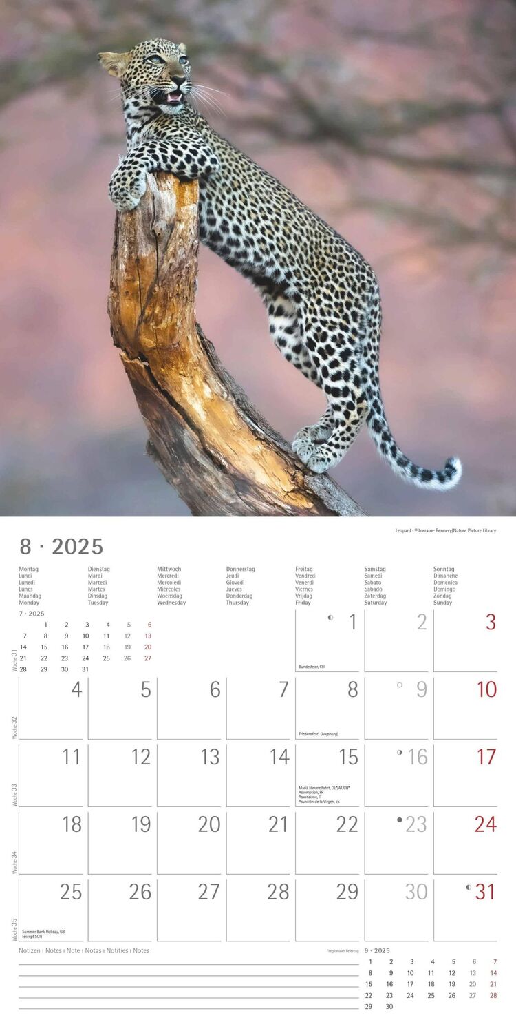 Bild: 4251732343057 | Großkatzen 2025 - Broschürenkalender 30x30 cm (30x60 geöffnet) -...