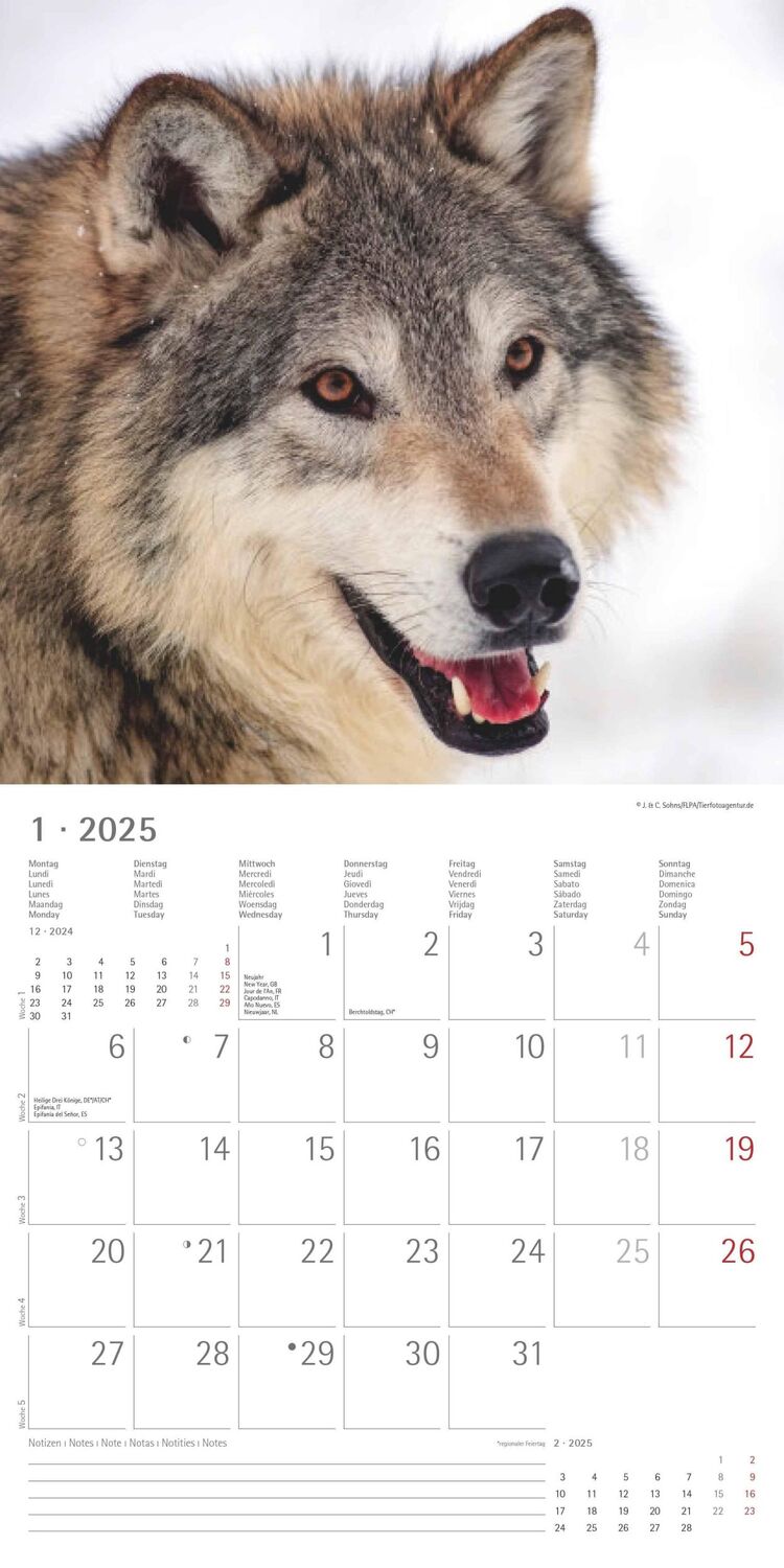 Bild: 4251732340711 | Wölfe 2025 - Broschürenkalender 30x30 cm (30x60 geöffnet) -...