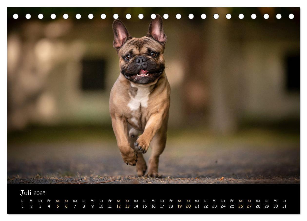 Bild: 9783435221387 | Französische Bulldogge - Clowns auf vier Pfoten (Tischkalender 2025...