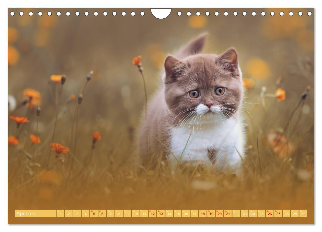 Bild: 9783435341788 | Katzenkinder - Britisch Kurzhaar (Wandkalender 2025 DIN A4 quer),...