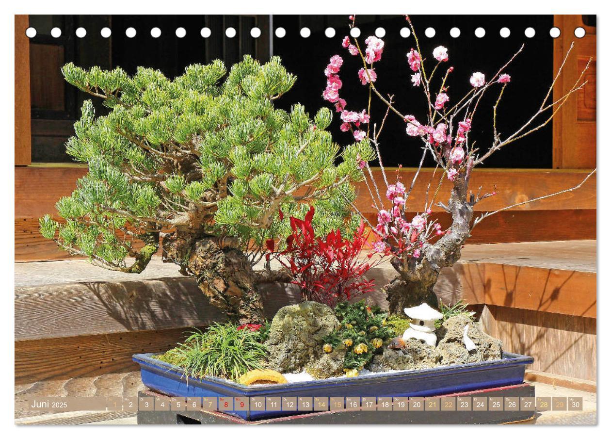 Bild: 9783457198148 | Gartenkunst aus Japan: Bonsai (Tischkalender 2025 DIN A5 quer),...