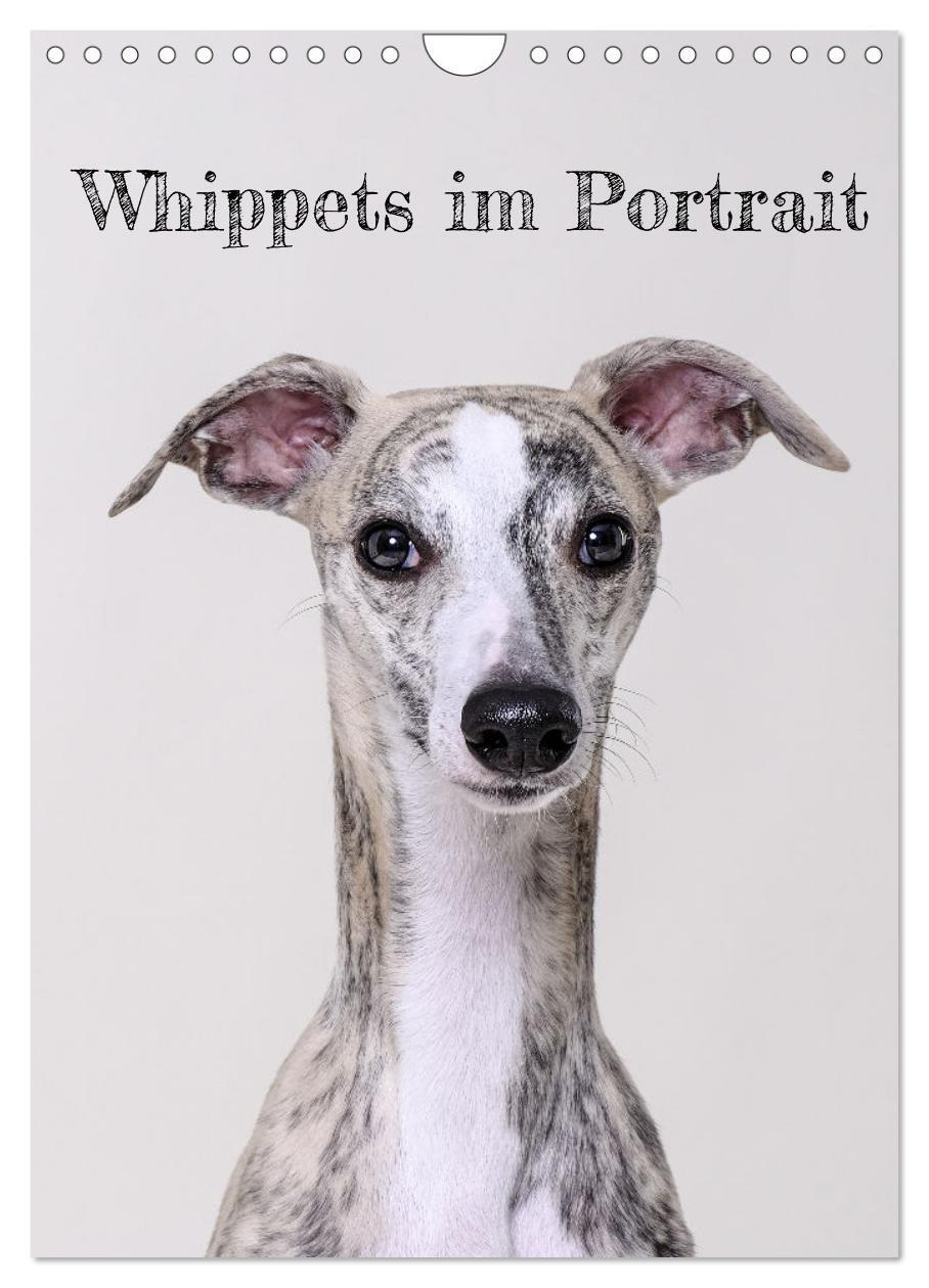 Cover: 9783383671593 | Whippets im Portrait (Wandkalender 2024 DIN A4 hoch), CALVENDO...