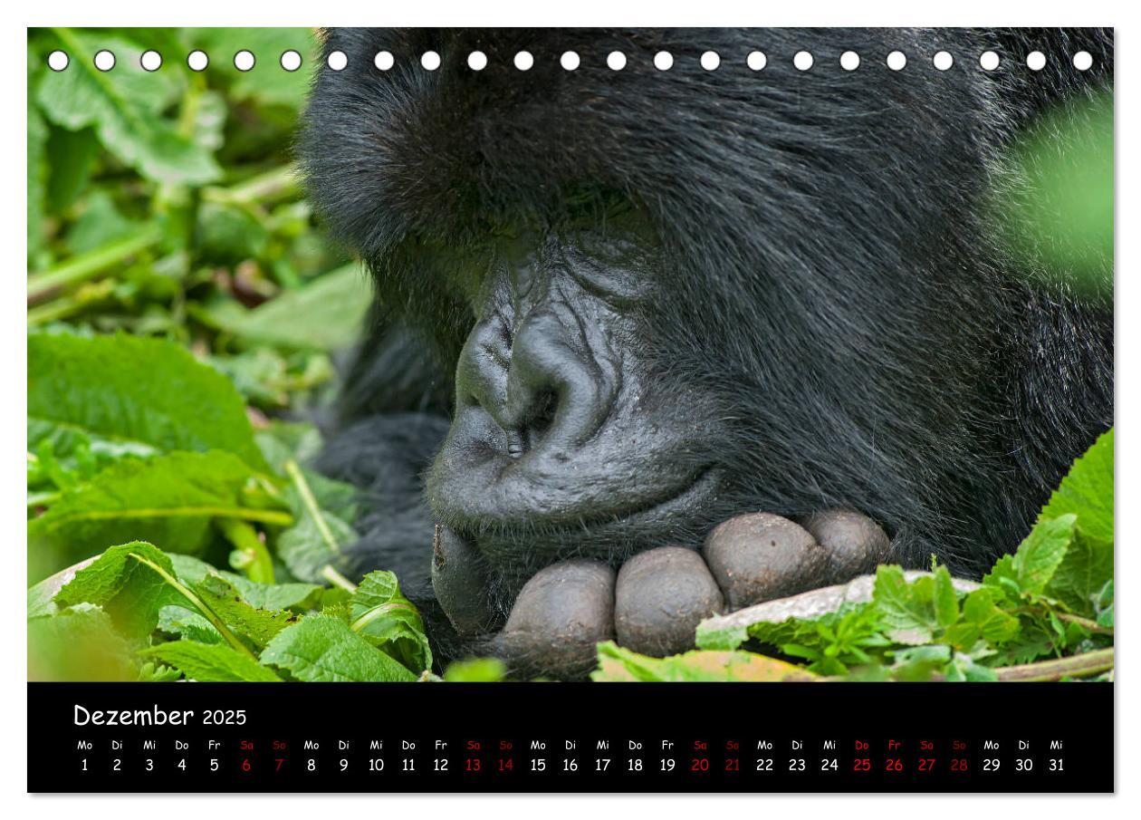 Bild: 9783435118700 | Berggorillas: die bedrohten Riesen (Tischkalender 2025 DIN A5...