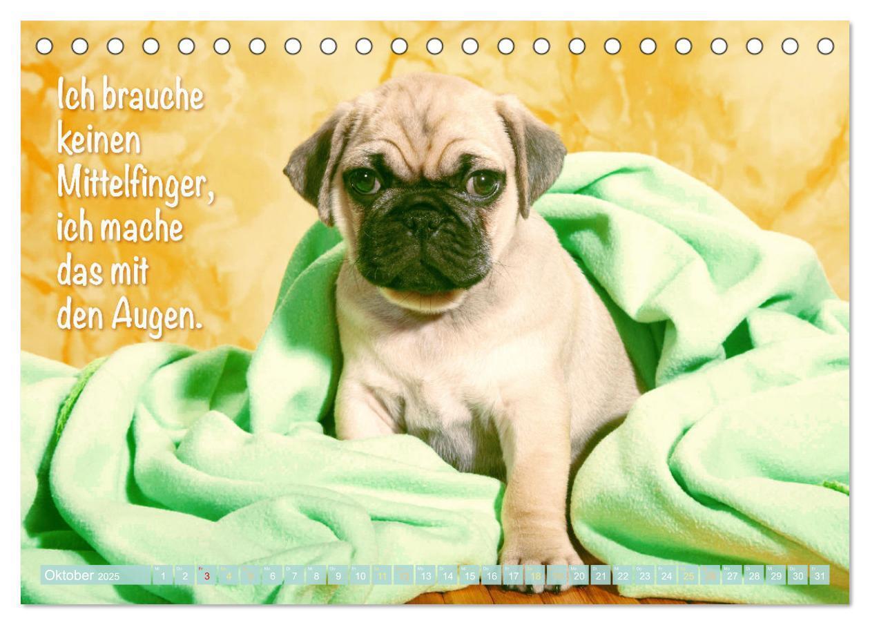 Bild: 9783435070787 | Der Mops: Nicht klein, sondern aufs Wesentliche reduziert. Edition...