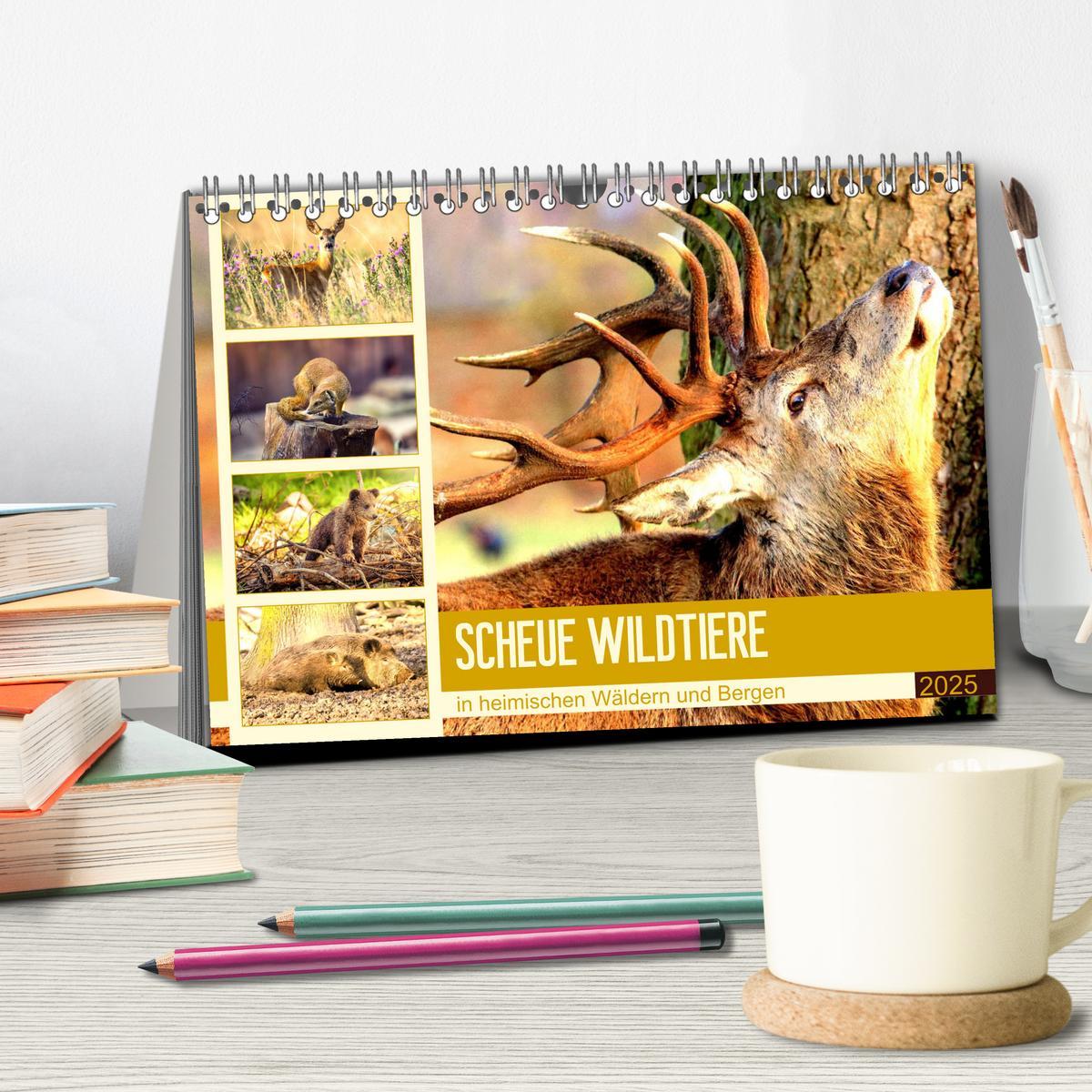 Bild: 9783435175086 | Scheue Wildtiere in heimischen Wäldern und Bergen (Tischkalender...