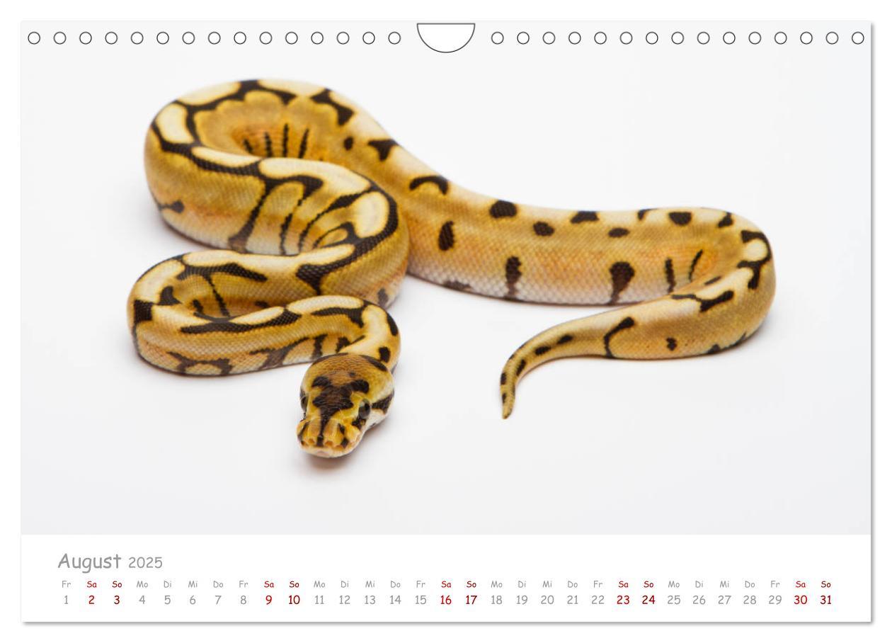 Bild: 9783435118014 | Königspythons - bunte Schlangen (Wandkalender 2025 DIN A4 quer),...