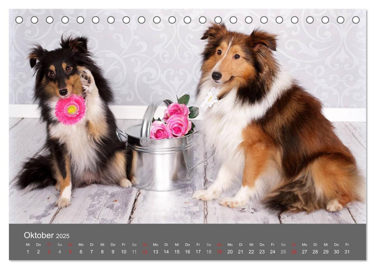 Bild: 9783435709786 | Shelties : Charmeure auf 4 Pfoten (Tischkalender 2025 DIN A5 quer),...