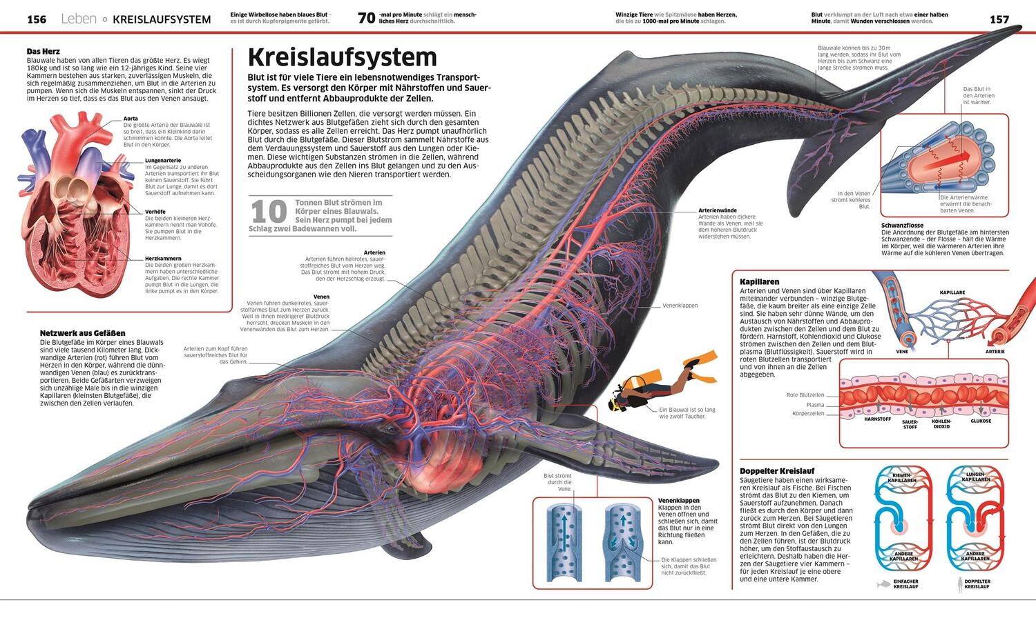 Bild: 9783831038077 | Wissen. Natur &amp; Technik | Naturwissenschaften in spektakulären Bildern