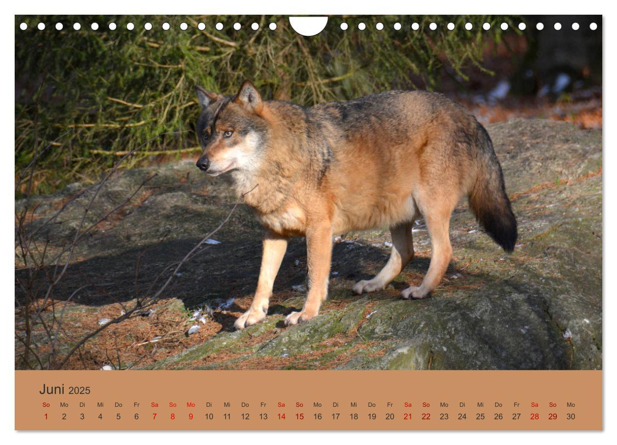 Bild: 9783435393817 | Begegnungen DER WOLF (Wandkalender 2025 DIN A4 quer), CALVENDO...