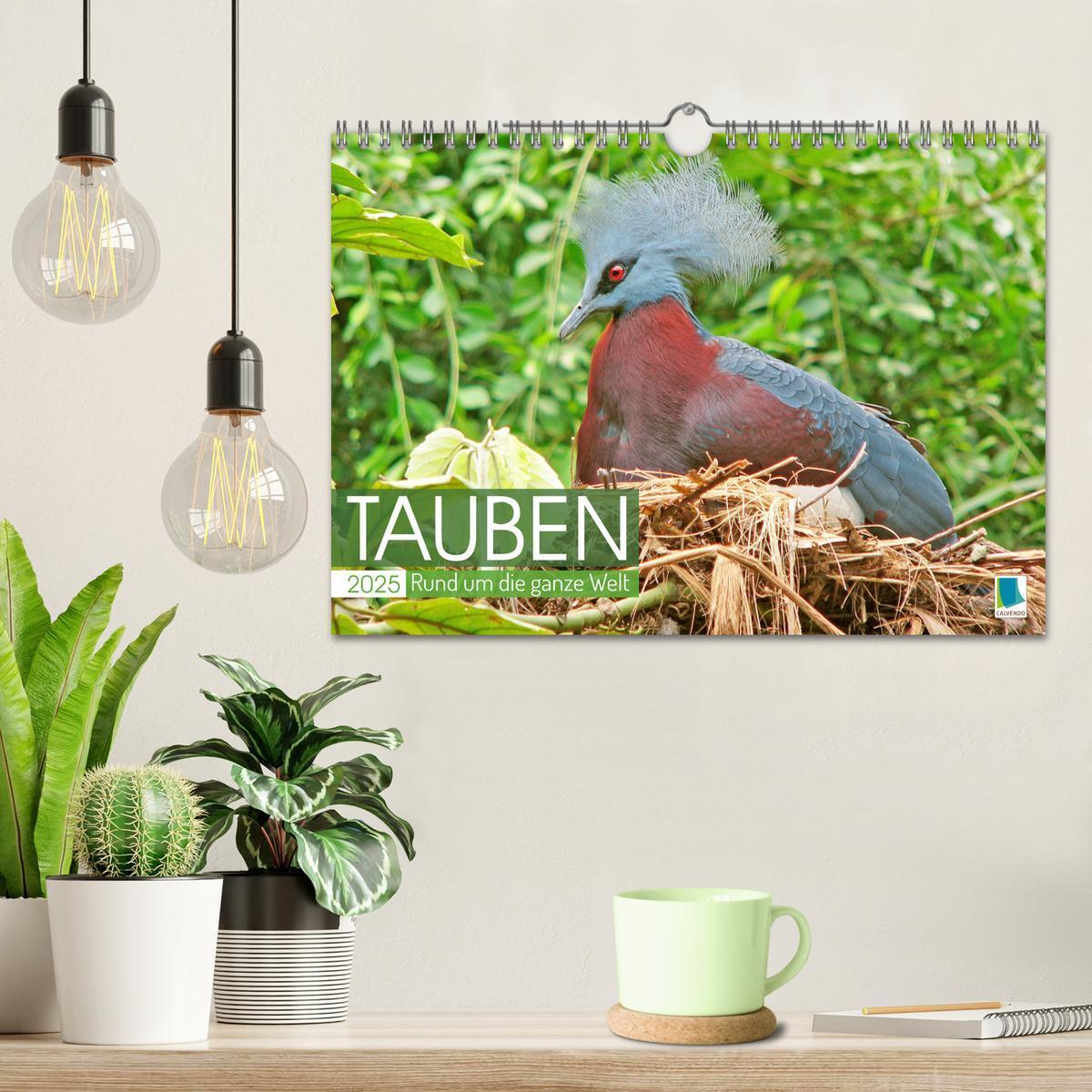 Bild: 9783383778056 | Tauben rund um die ganze Welt (Wandkalender 2025 DIN A4 quer),...