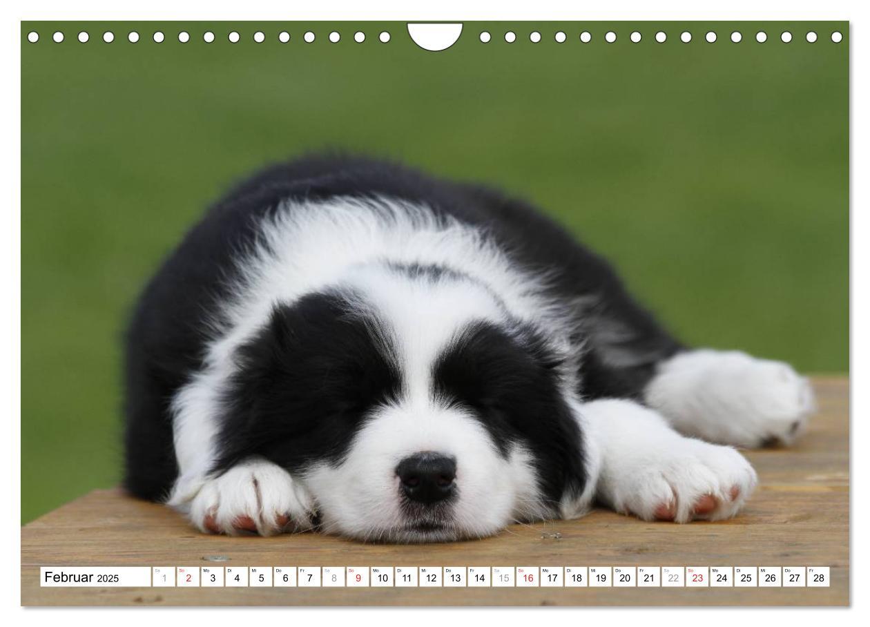 Bild: 9783435834037 | Border Collie Welpen (Wandkalender 2025 DIN A4 quer), CALVENDO...