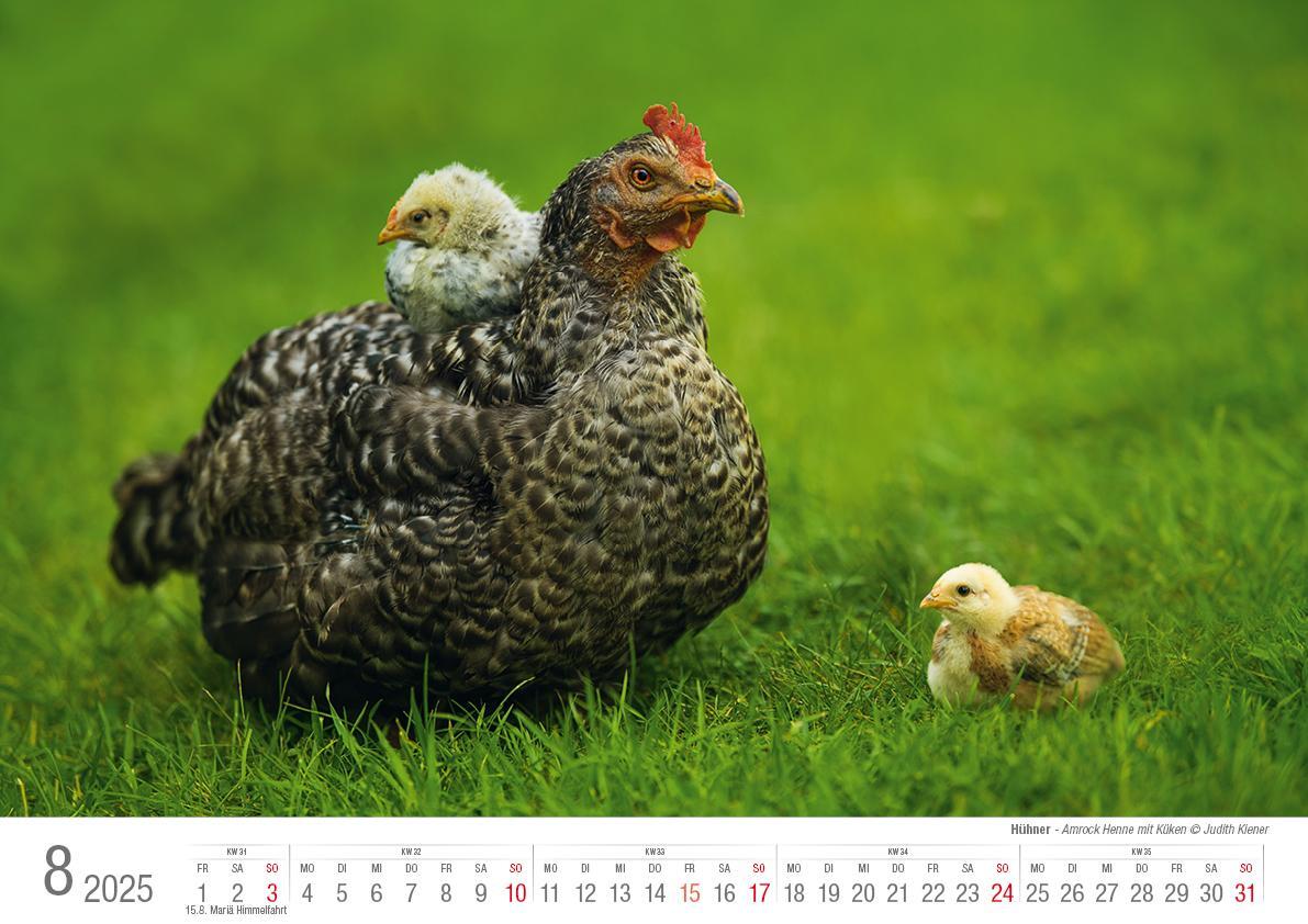 Bild: 9783965352353 | Hühner 2025 Bildkalender A3 quer - Judith Kiener &amp; Oliver Giel | Klaes