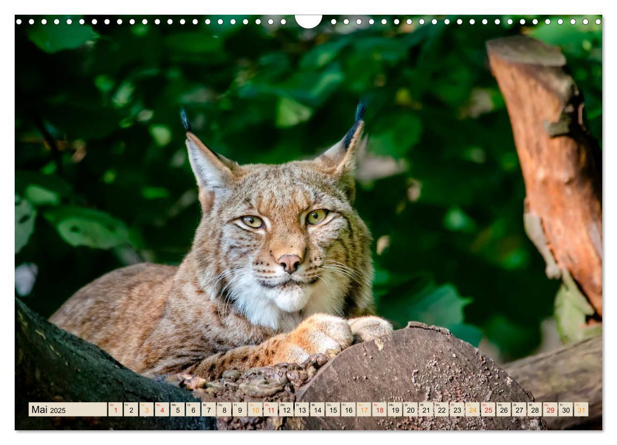 Bild: 9783435118397 | Raubkatze Luchs (Wandkalender 2025 DIN A3 quer), CALVENDO...