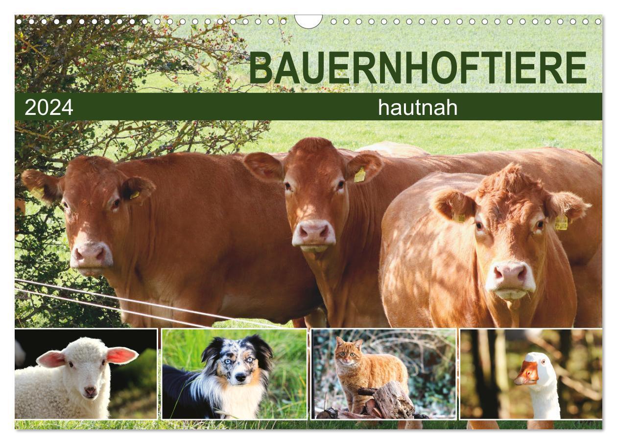Cover: 9783675668898 | Bauernhoftiere hautnah (Wandkalender 2024 DIN A3 quer), CALVENDO...