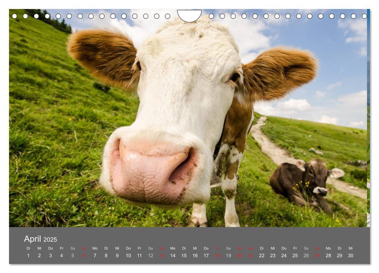 Bild: 9783435728930 | Tannheimer Tal (Wandkalender 2025 DIN A4 quer), CALVENDO...