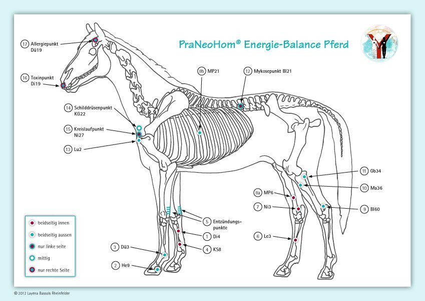 Cover: 9783940089083 | Akupunktur-Tafel Pferd | PraNeoHom® Energie-Balance Pferd | Poster