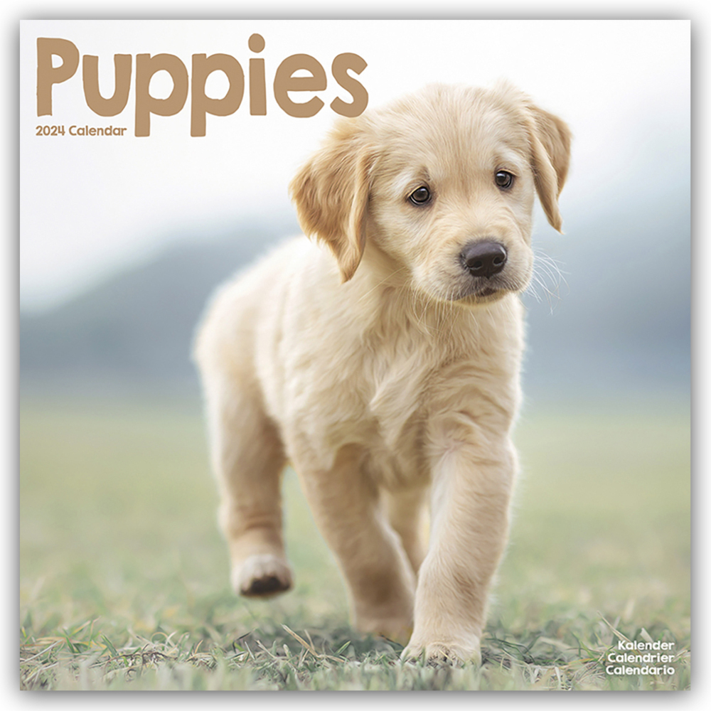 Cover: 9781804601532 | Puppies - Welpen 2024 16-Monatskalender | Avonside Publishing Ltd.