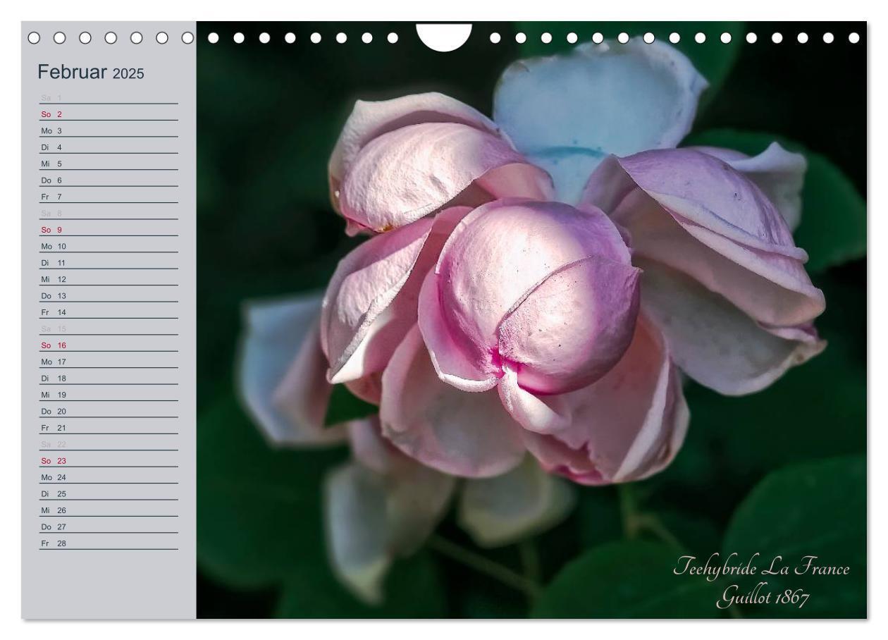 Bild: 9783435578344 | Kurfürstliche Rosen Eltville am Rhein (Wandkalender 2025 DIN A4...