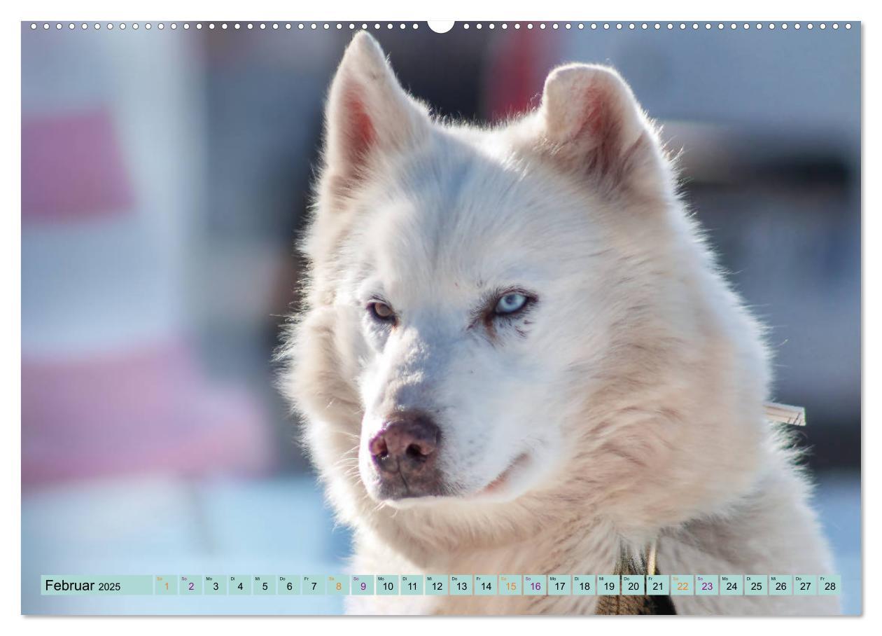 Bild: 9783435143856 | Huskies - Tolle Gefährten (Wandkalender 2025 DIN A2 quer), CALVENDO...