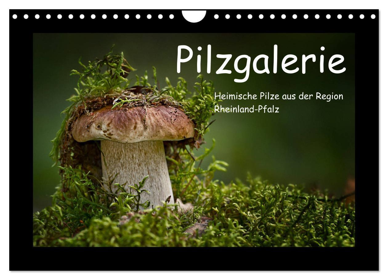 Cover: 9783383213564 | Pilzgalerie - Heimische Pilze aus der Region Rheinland-Pfalz...