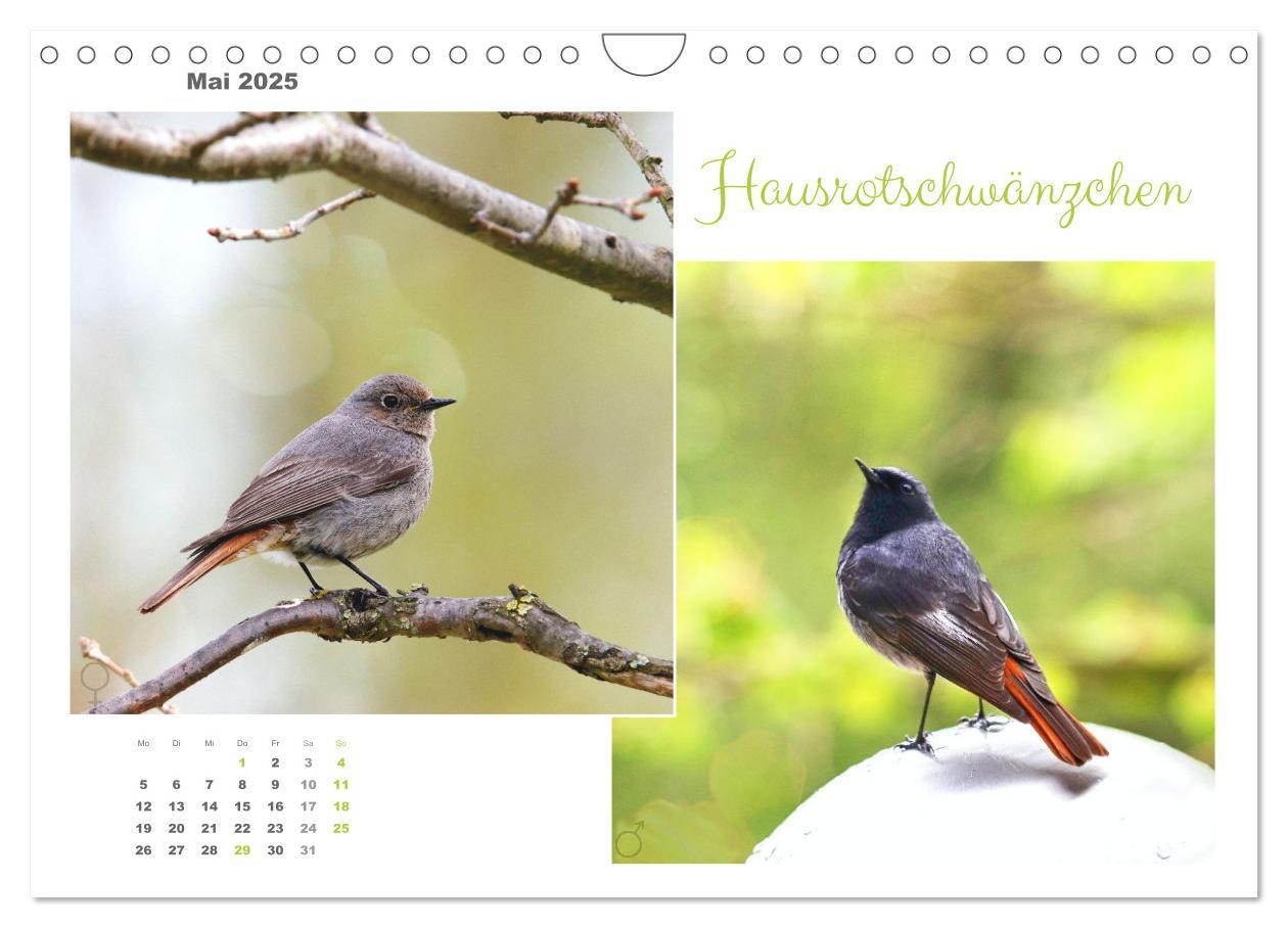 Bild: 9783435060269 | Vogel-Pärchen (Wandkalender 2025 DIN A4 quer), CALVENDO Monatskalender