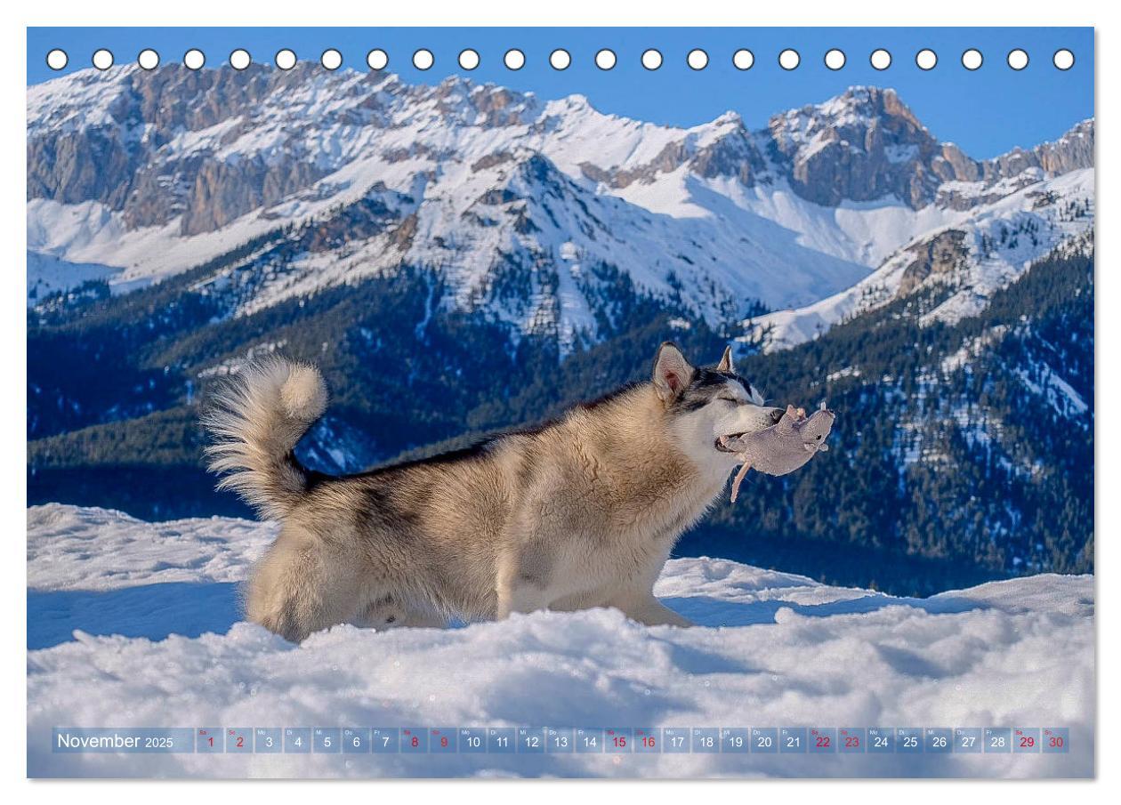 Bild: 9783435213283 | Alaskan Malamute in seinem Element (Tischkalender 2025 DIN A5...