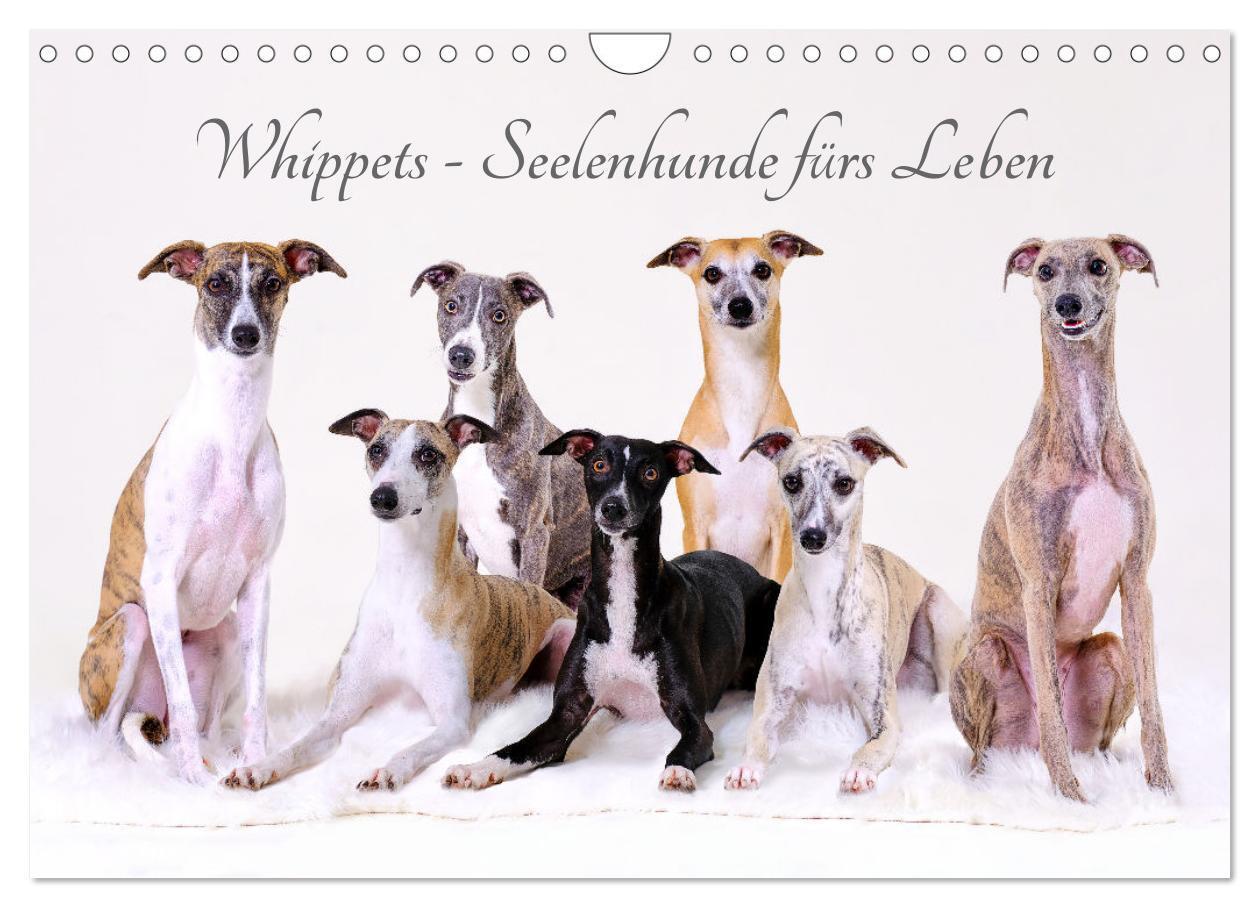 Cover: 9783383671609 | Whippets - Seelenhunde fürs Leben (Wandkalender 2024 DIN A4 quer),...
